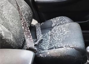 mold on the seat of a car