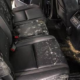 mold starting to grow on a car seat